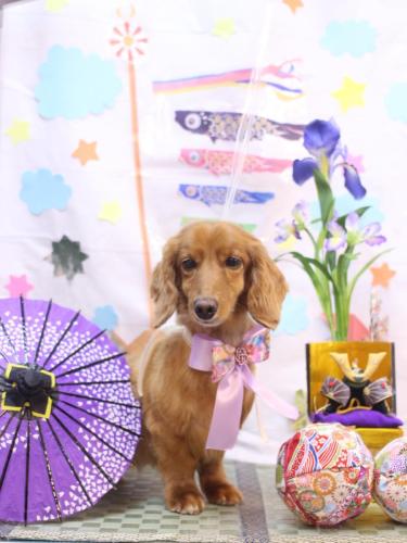 20240506しろくん